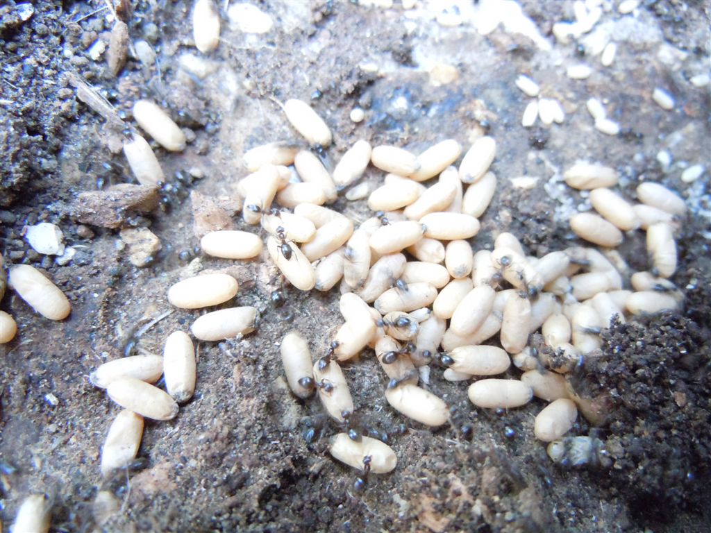 Nidi di Lasius sp con bozzoli di sessuati e operaie